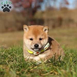 Ollie, Shiba Inu Puppy